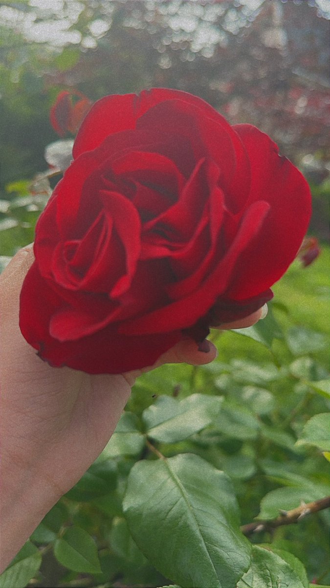 kashish_thind's tweet photo. A rose a day keeps the gloominess away!🌹🙃#UCWCOMM205 https://t.co/rSI7sKHQep