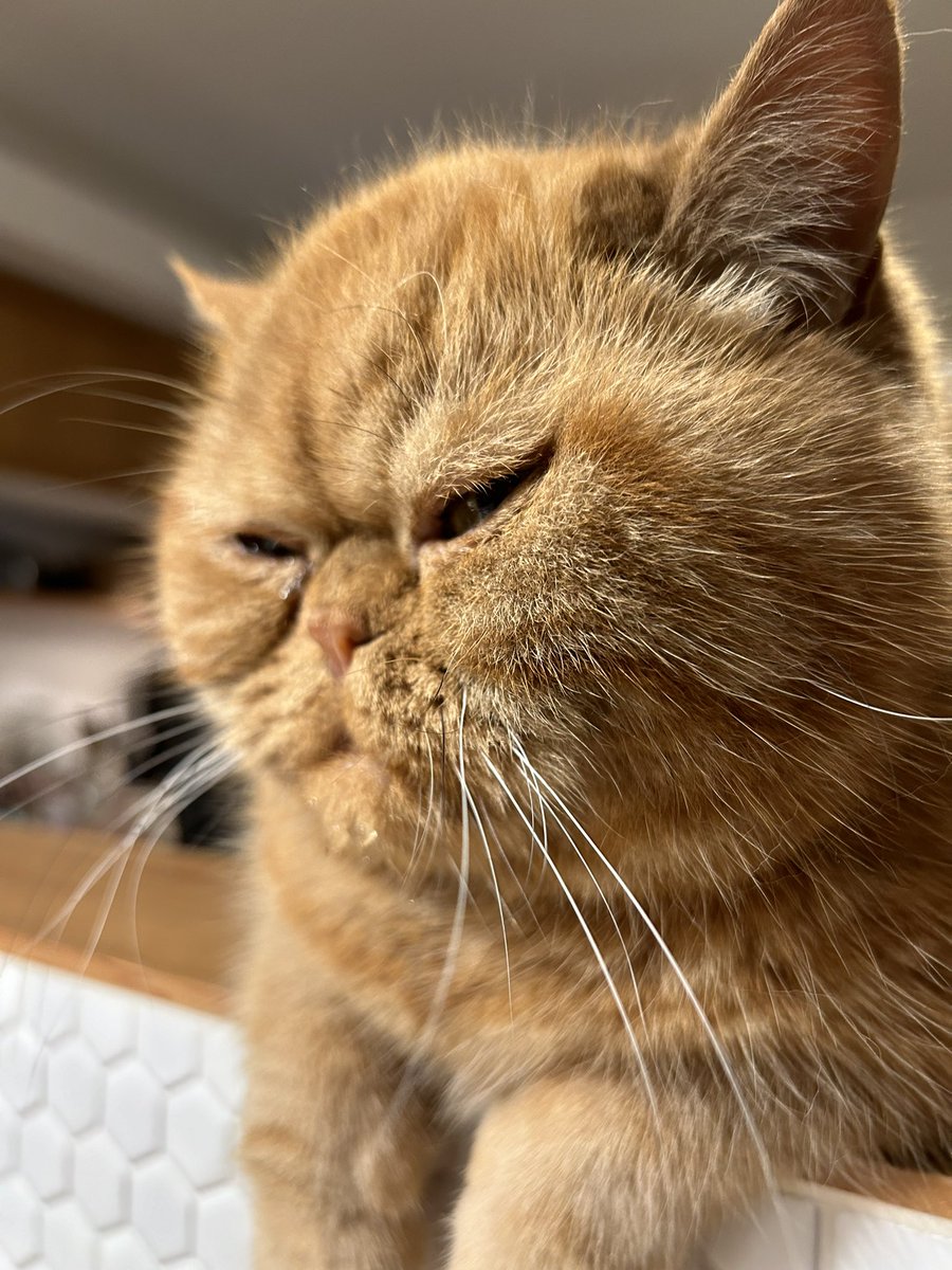 shimomura_b's tweet photo. 色々と忙しいといって3DスキャナーとiPadを袋から出してないのは私です🫠
ほんとボチボチやらないとバチが当たる😓 https://t.co/gFKy3xxETz