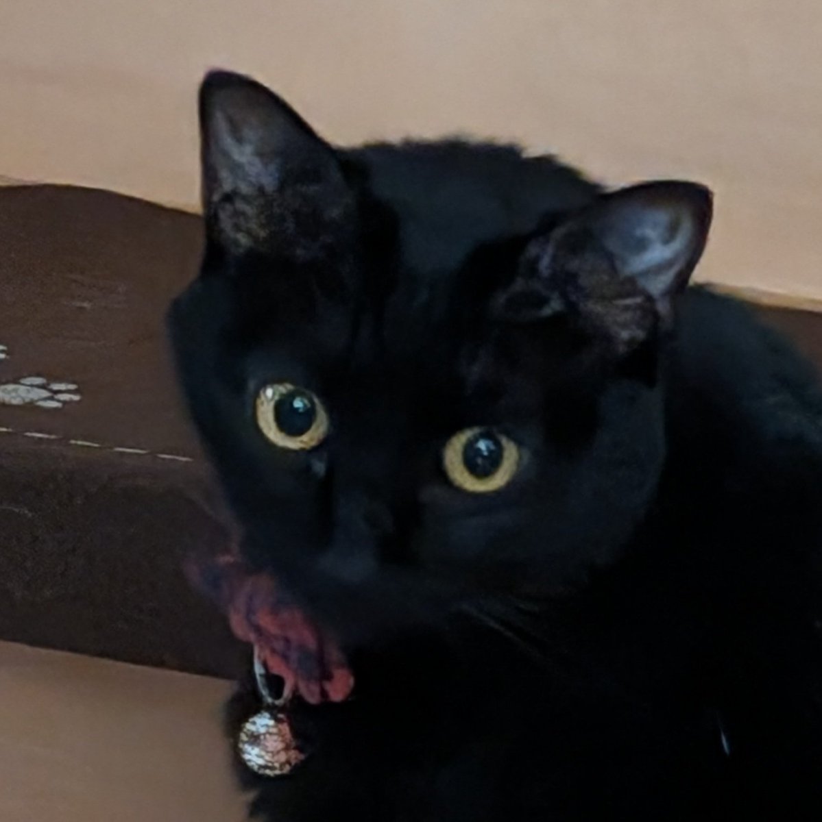 anko4cats's tweet photo. #新しいプロフィール画像 https://t.co/5xF3p2ZCwg
