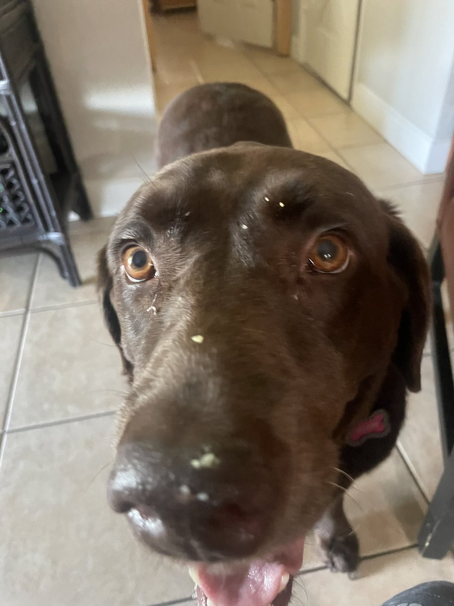 realMaybetheDog's tweet photo. I ate grits https://t.co/ciZIKiRbpF