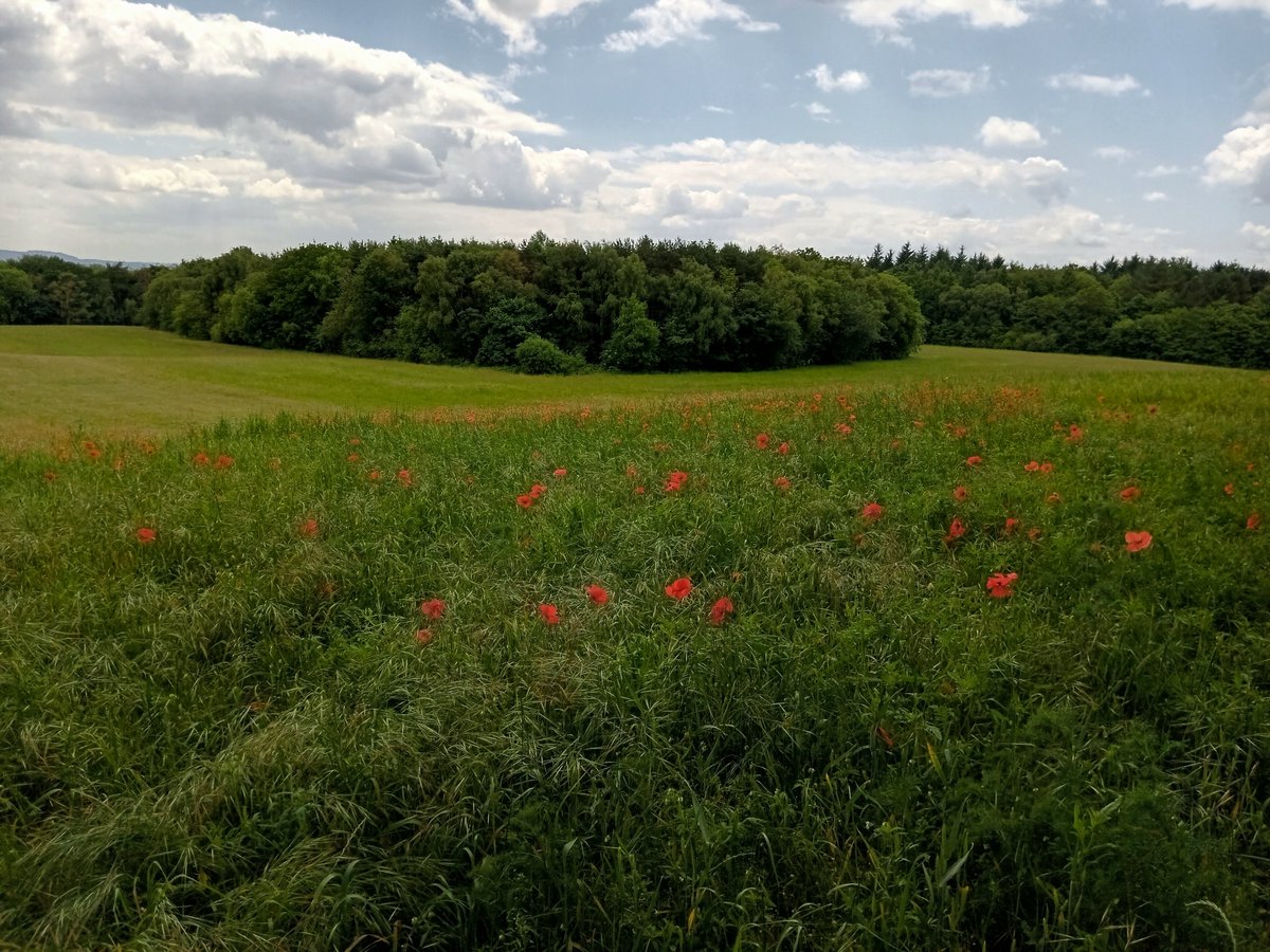 Tinalouisereads's tweet photo. A short walk this afternoon over Baggeridge for some much needed fresh air #baggeridge #baggeridgecountrypark #walk #summerwalks https://t.co/g6yBgsDsPT