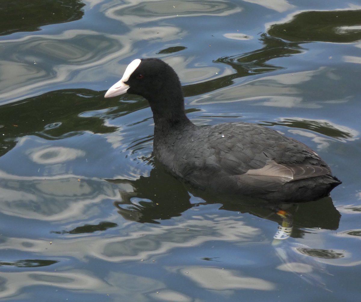 Calybites's tweet photo. Coot RXD today at Shibden Park, Halifax. He is busy helping his mate look after four well-grown young at the south end of the pond.
Meanwhile his rival RXL holds territory at the north end where there is at least one healthy youngster in evidence.
#CootStudy #VC63 #Yorkshire https://t.co/gmwO7FxDAk