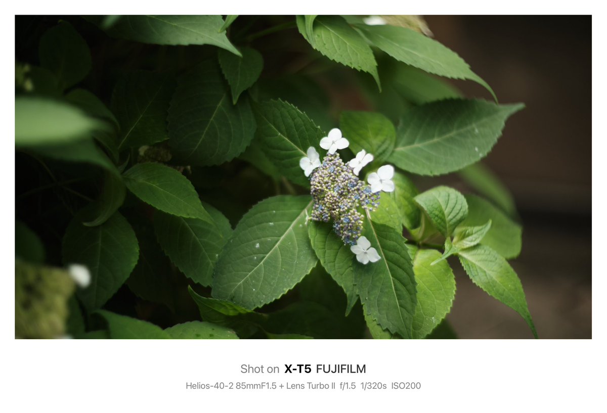 shosuga_info's tweet photo. ガード下とオフィス街の地下と紫陽花。

Camera→FUJIFILM X-T5
Lens→Helios-40-2 85mmF1.5
Adapter→Lens Turbo Ⅱ
Film Simulation→Kodak Gold 200？

#helios40 #lensturbo2 #ロシアンレンズ #kodakgold200 #filmsmulation #有楽町 #fujifilm #xt5 #オールドレンズ #oldlens #photography https://t.co/ddu7Vze1U0