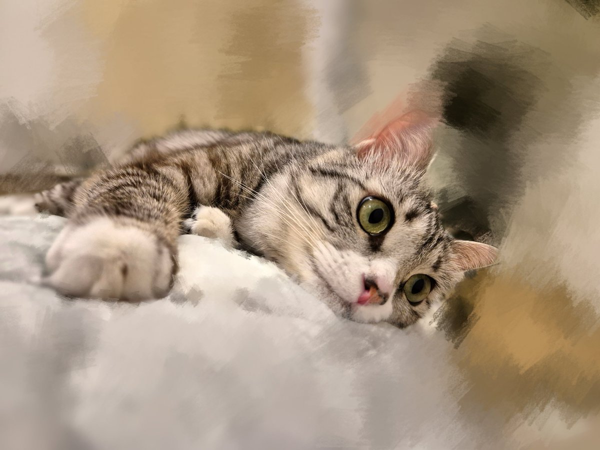 Yuapua's tweet photo. 何考えてるのか気になる〜🤭

＃サバトラ #猫
#猫のいる暮らし #猫がいる生活
#猫好き https://t.co/MA8WcgRMj1