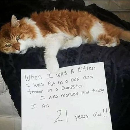 catsnkittys's tweet photo. https://t.co/hlNBMrETSl