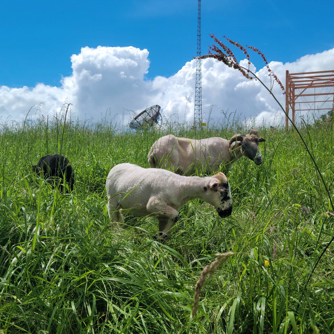 Anne Lassègues @alassegues.bsky.social tweet media