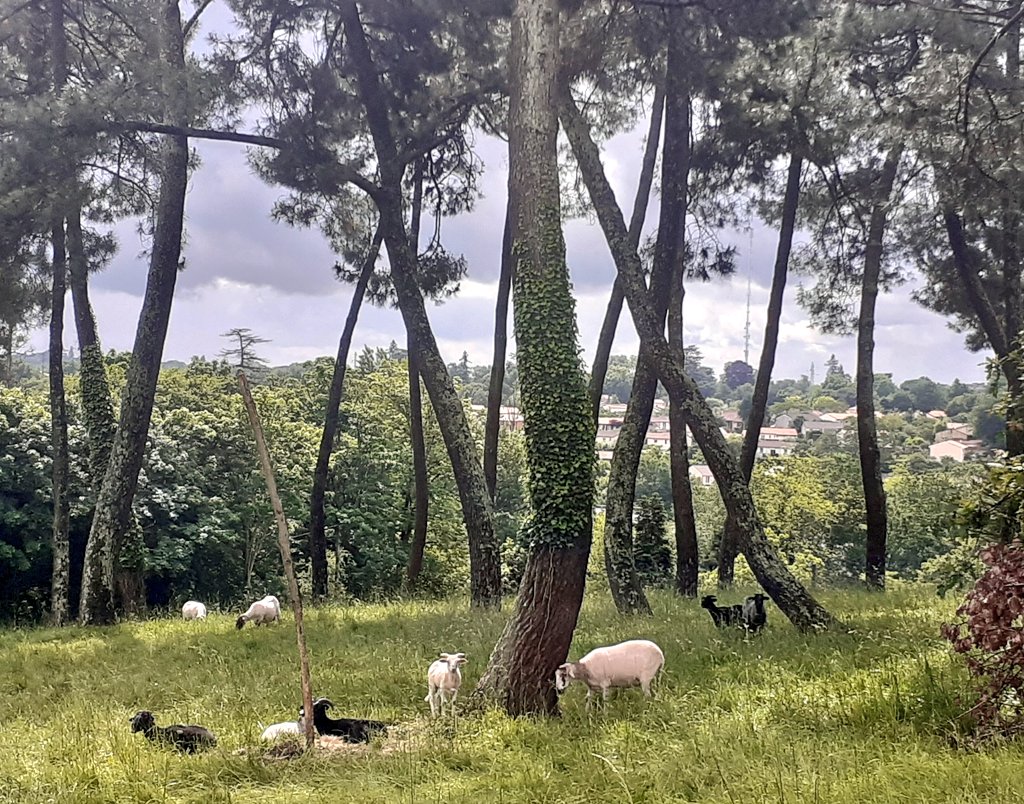 #ecopaturage sur le site de l'Observatoire <a href="/Forest_UB/">Forêt expérimentale de l'Université de Bordeaux</a> 
Gestion raisonnée des prairies grâce à des protagonistes qui ont l'air d'apprécier le site !
#brebis #parcdescoteaux #Floirac