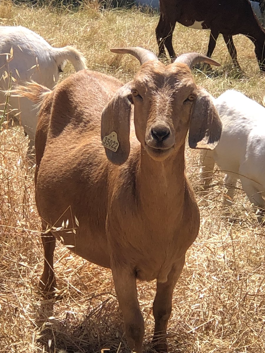 ChristineParini's tweet image. Wildfire mitigation in the ‘hood! Goats reducing fuel. Favorite part of fire season. Sound up #wildfiremitigation #fuelreduction @SanFranciscoBA