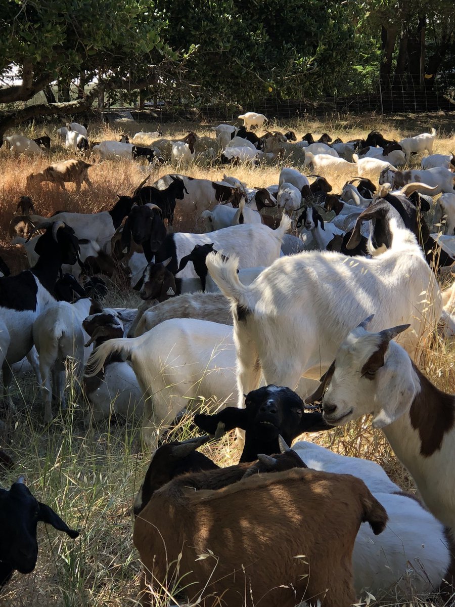 ChristineParini's tweet image. Wildfire mitigation in the ‘hood! Goats reducing fuel. Favorite part of fire season. Sound up #wildfiremitigation #fuelreduction @SanFranciscoBA