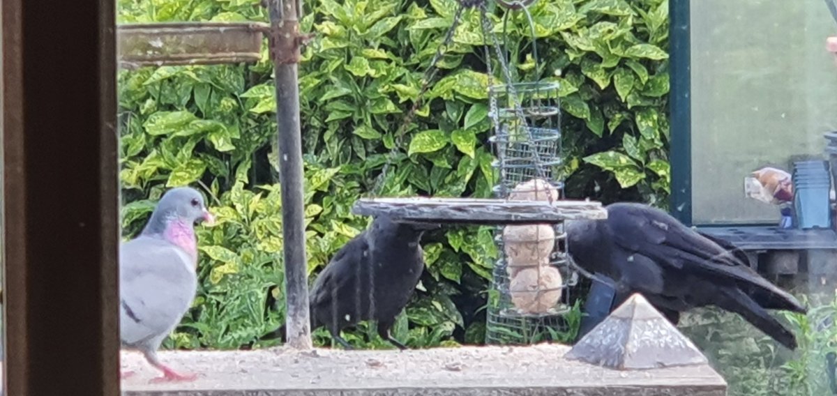 DeeGreeeen's tweet image. A male Jackdaw on my BT has learned to grab the ball holder to stop it swinging.
This pigeon is a bit of a bully and kicks everyone's arses all the time.
#BirdTable