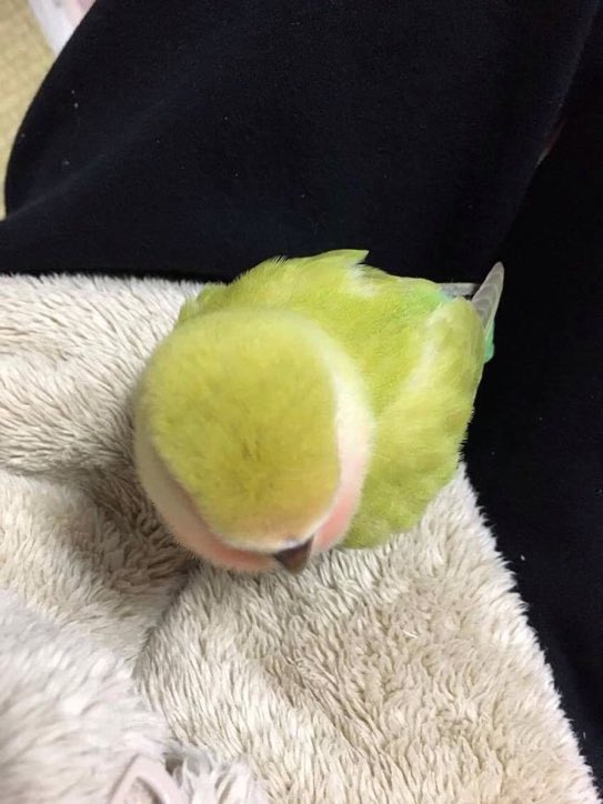 twaniimals's tweet photo. Bird or tennis ball 🎾? https://t.co/GHa1JgxxYf