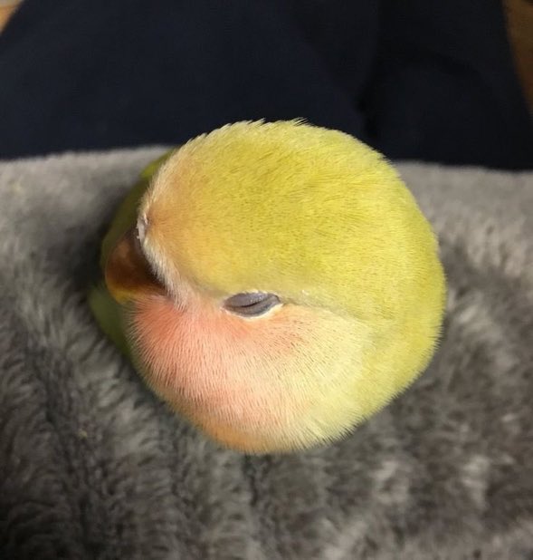 twaniimals's tweet photo. Bird or tennis ball 🎾? https://t.co/GHa1JgxxYf