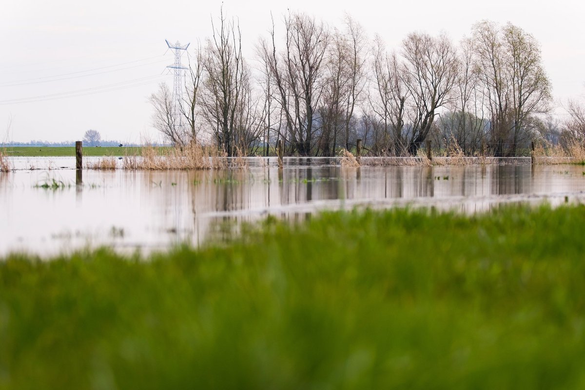 Er is opnieuw een hoogwaterpiek op komst. Dit betekent dat in sommige uiterwaardengebieden, zoals de Oosterhoutse en Erlecomse Waard, de grote grazers naar hogergelegen delen in hun gebied zijn verplaatst. 🐂🌊

freenature.nl/nieuws/2024/ho…