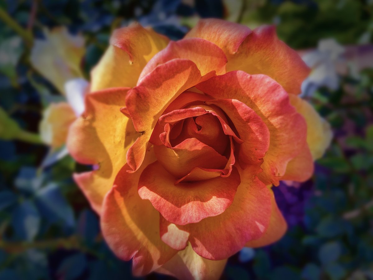 BlueShieldCA's tweet photo. Take time to smell the #roses during #NationalRoseMonth! Working in a garden and spending time in #nature can also help lower stress and anxiety and is a great way to #MoveMore. Get more tips to relieve #stress at https://t.co/Kio1ky0EdB
#Wellvolution #Rose #RoseGarden https://t.co/u1o1zXhbEh