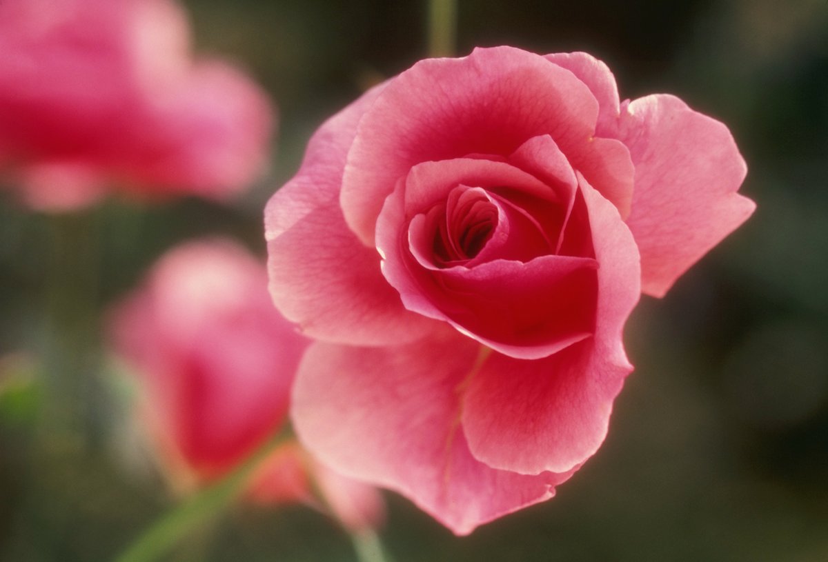 BlueShieldCA's tweet photo. Take time to smell the #roses during #NationalRoseMonth! Working in a garden and spending time in #nature can also help lower stress and anxiety and is a great way to #MoveMore. Get more tips to relieve #stress at https://t.co/Kio1ky0EdB
#Wellvolution #Rose #RoseGarden https://t.co/u1o1zXhbEh