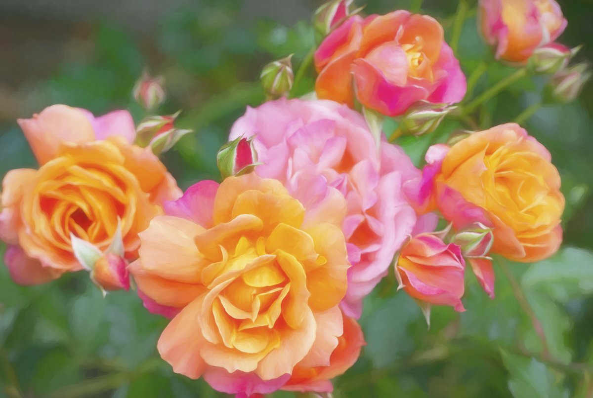 BlueShieldCA's tweet photo. Take time to smell the #roses during #NationalRoseMonth! Working in a garden and spending time in #nature can also help lower stress and anxiety and is a great way to #MoveMore. Get more tips to relieve #stress at https://t.co/Kio1ky0EdB
#Wellvolution #Rose #RoseGarden https://t.co/u1o1zXhbEh