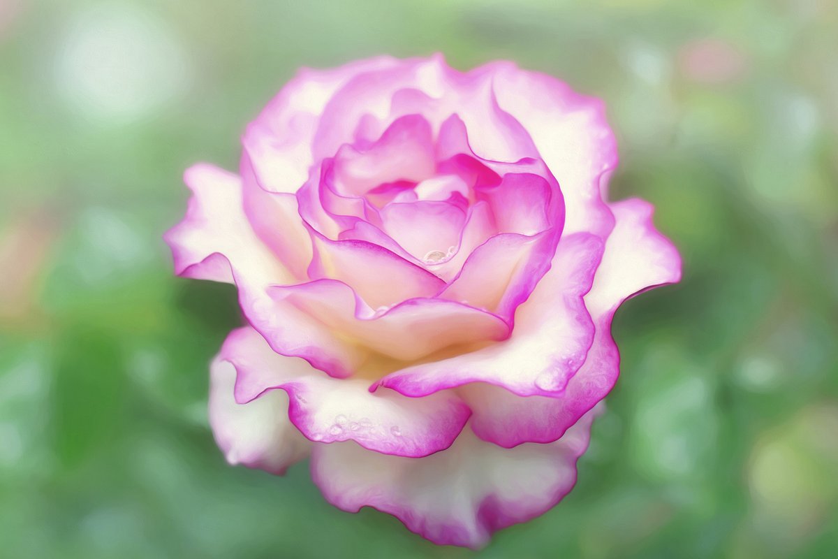 BlueShieldCA's tweet photo. Take time to smell the #roses during #NationalRoseMonth! Working in a garden and spending time in #nature can also help lower stress and anxiety and is a great way to #MoveMore. Get more tips to relieve #stress at https://t.co/Kio1ky0EdB
#Wellvolution #Rose #RoseGarden https://t.co/u1o1zXhbEh