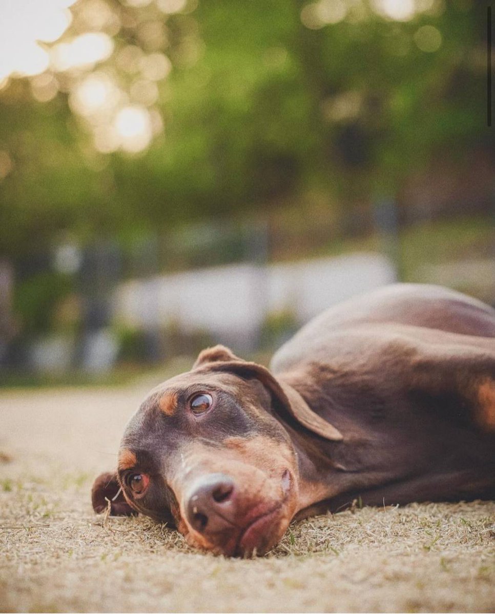 cheyongguk's tweet photo. 𝚝𝚑𝚒𝚜 𝚒𝚜 𝚊𝚗 𝚞𝚙𝚍𝚊𝚝𝚎: eu vi o total de uma (1) foto de cachorro postada aqui e já me deu vontade de mostrar o meu também! Olha o Bam! https://t.co/ump3WIXATs