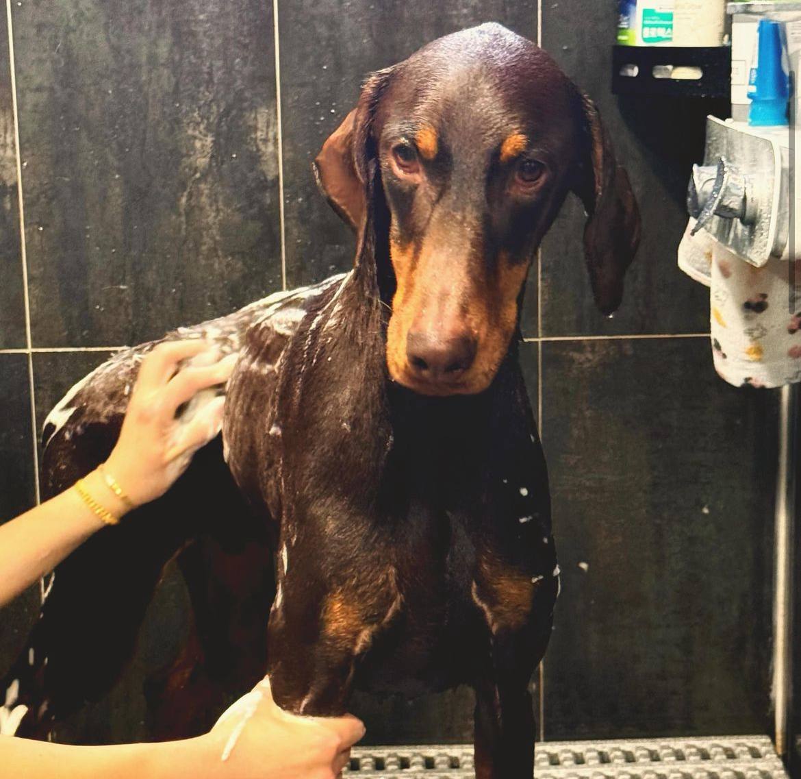 cheyongguk's tweet photo. 𝚝𝚑𝚒𝚜 𝚒𝚜 𝚊𝚗 𝚞𝚙𝚍𝚊𝚝𝚎: eu vi o total de uma (1) foto de cachorro postada aqui e já me deu vontade de mostrar o meu também! Olha o Bam! https://t.co/ump3WIXATs