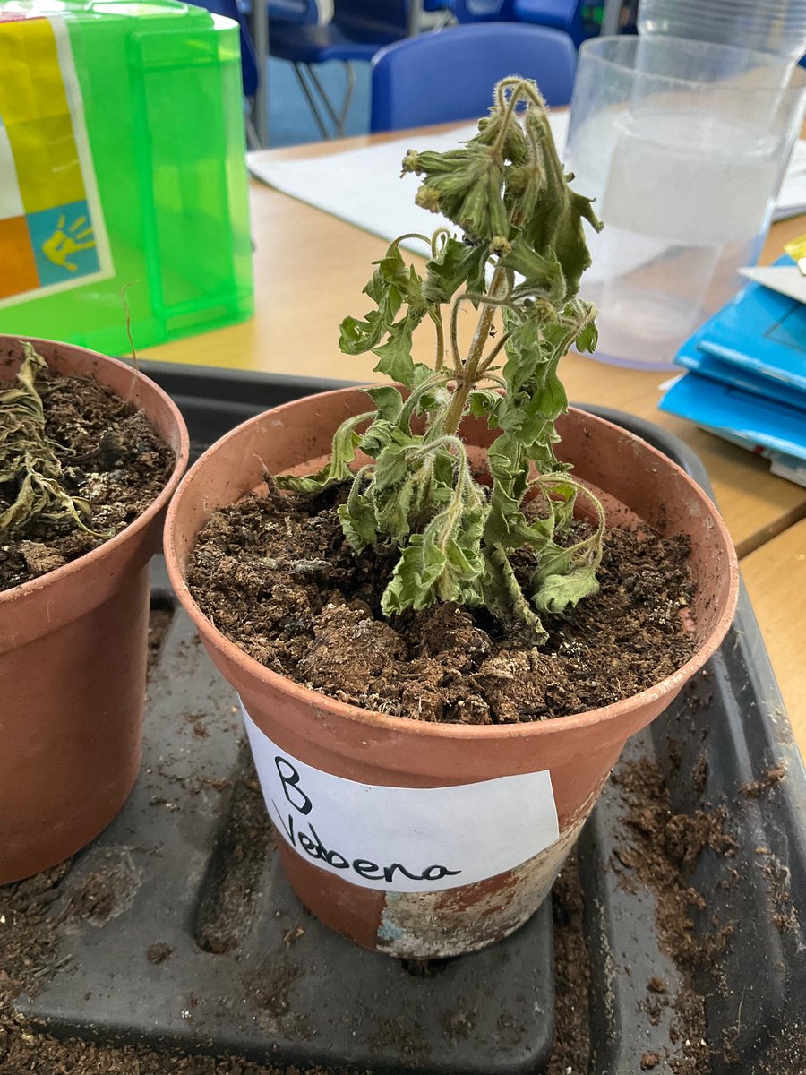 StBernardsep's tweet photo. T2 completed our observation over time activity. We measured and sketched the plants that had light and compared them to those in the dark cupboard. #stbScience https://t.co/WxJqpyFBn3