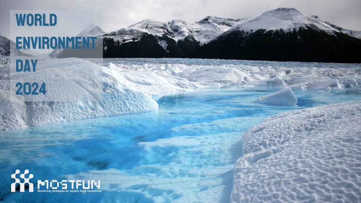 Happy #WorldEnvironmentDay‌2024!

We can all play a role in protecting the Environment. See how here: 

worldenvironmentday.global

#GenerationRestoration #MoSTFun #monitoring #aquaticfungi