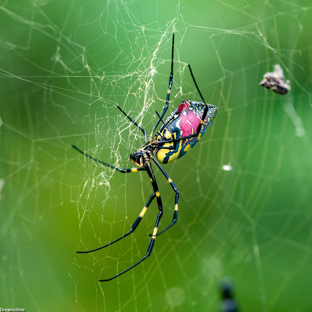 NEWSMAX's tweet photo. It’s straight out of a horror movie. Giant venomous flying spiders with a 4-inch leg span are heading to the Northeast. https://t.co/CgKcGU9YnP https://t.co/wKyBYzdzQO