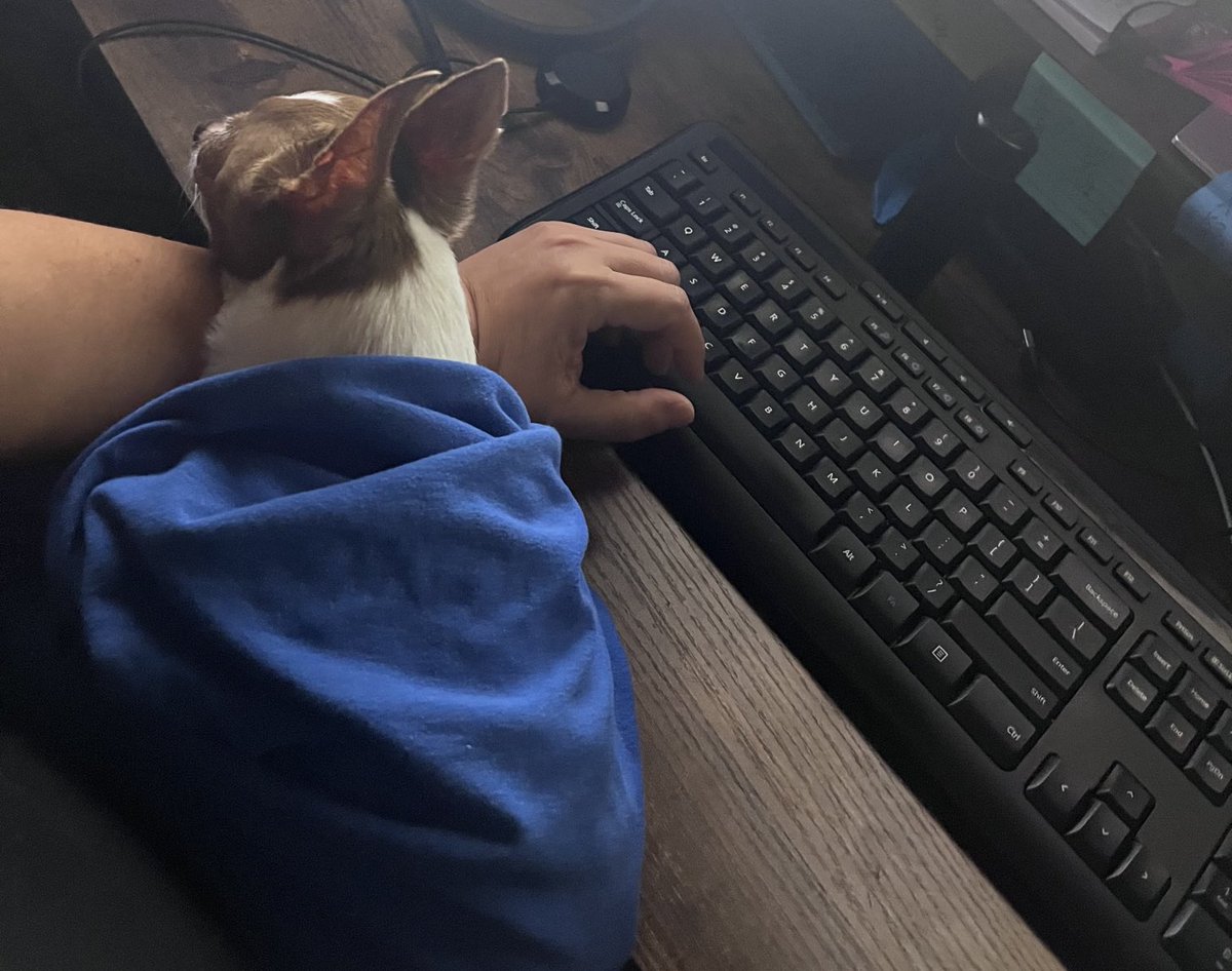 MsWolfB's tweet photo. My mom is awesome she can work and take care of me because it’s raining and I’m scared of the rain #chihuahua #Peanut https://t.co/4kVgICzdev