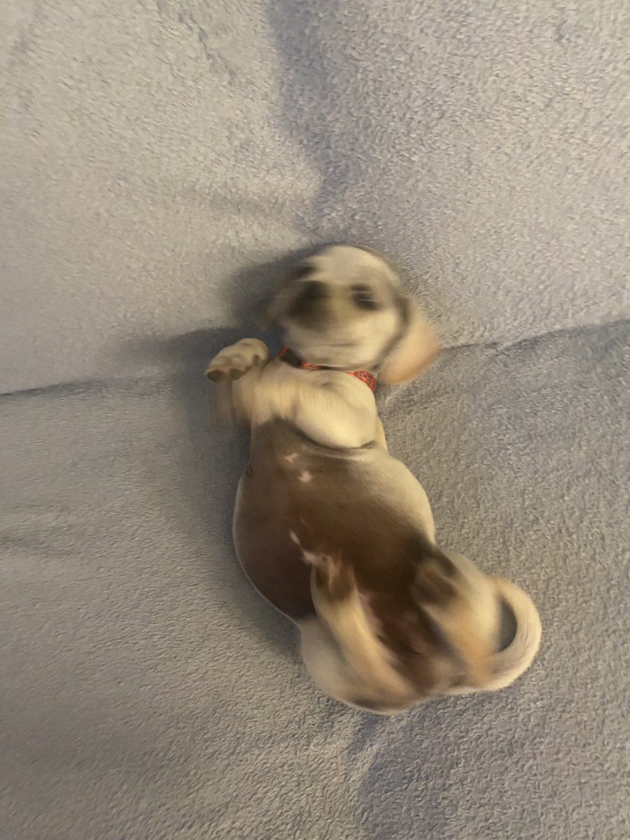 ReeFlip's tweet photo. Meet the new family member! Melody ❤️ https://t.co/rtUIWStRqi