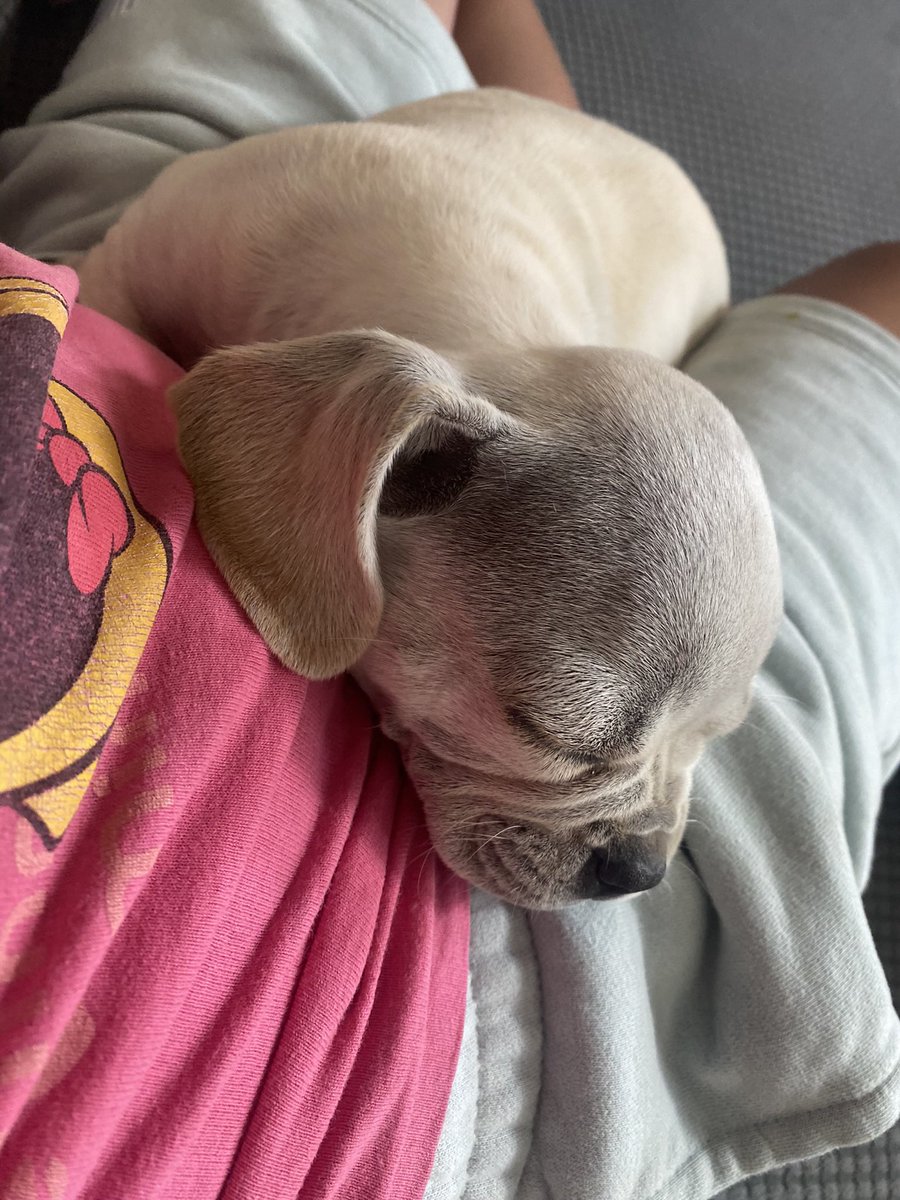 ReeFlip's tweet photo. Meet the new family member! Melody ❤️ https://t.co/rtUIWStRqi