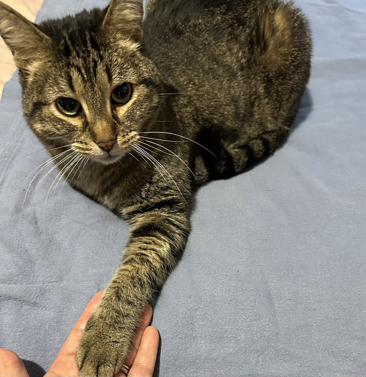 Tackle71Wall's tweet photo. BeeBopโs paw ๐พ for the #pawinhand challenge! ๐น๐น๐ป!๐ป๐ค๐พ#cat #CatLove #catlover #catlife
#cats #kitty #furbaby #catsrule
Late to the party always! https://t.co/5UJ8EC5rTw