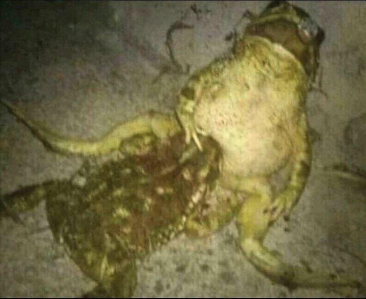 Frogs busting in half the time when they eat EE2 #alevels2024 #alevels #biology #aqa