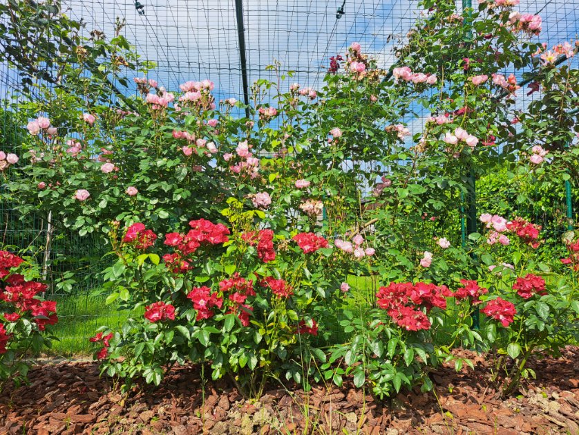 HildeStuyck's tweet photo. Dit is bijna zoals ik het voor ogen had: een tuinwand van rozen. Helaas pakt de geur niet op de foto
#rozen #trotsopeigentuin https://t.co/kl4gtZOVEv