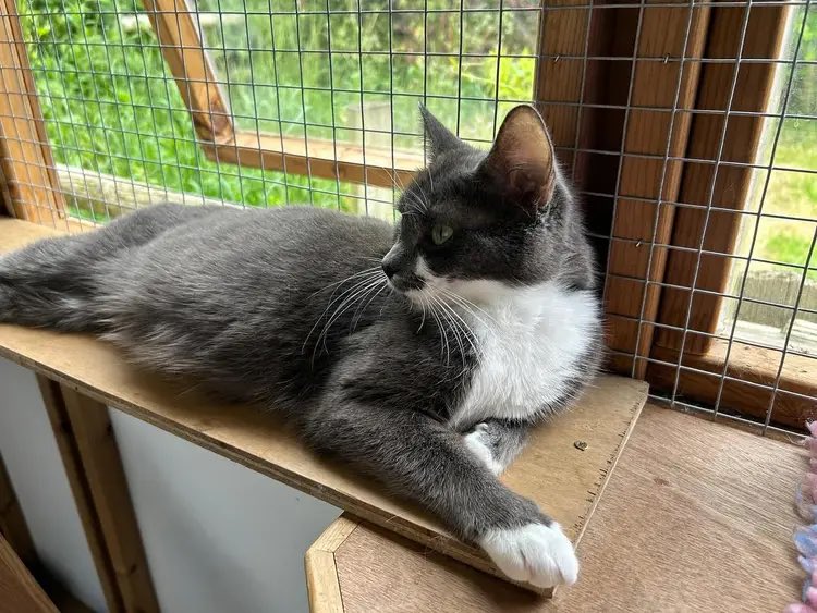 Beautiful Smokey is 20 months old and looking for a peaceful forever home after raising her kittens! 

She is affectionate and chatty, and should be okay with another cat. 

She will need a home with some outdoor space and older sensible children only.

Bio for adoption details!