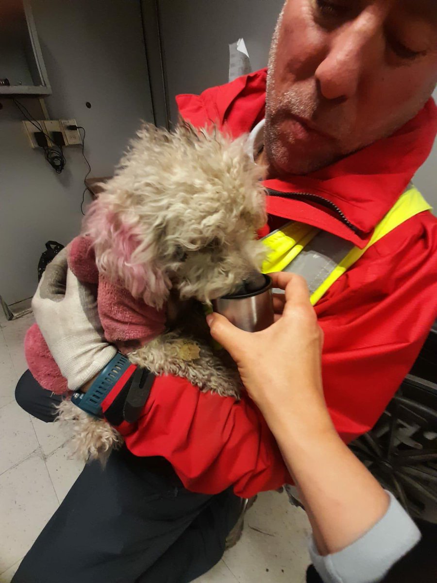 metrodesantiago's tweet photo. Hoy en la mañana tuvimos a una perrita 🐕 dando vueltas por las vías de L4 y tras varios intentos, nuestros equipos lograron rescatarla. 
Gracias a todos quienes fueron parte de este rescate exitoso! 
La perrita pequeña está por reencontrarse con su mami ❤️😨🐶

El mood del tío Metro: Líquido 🥺😍