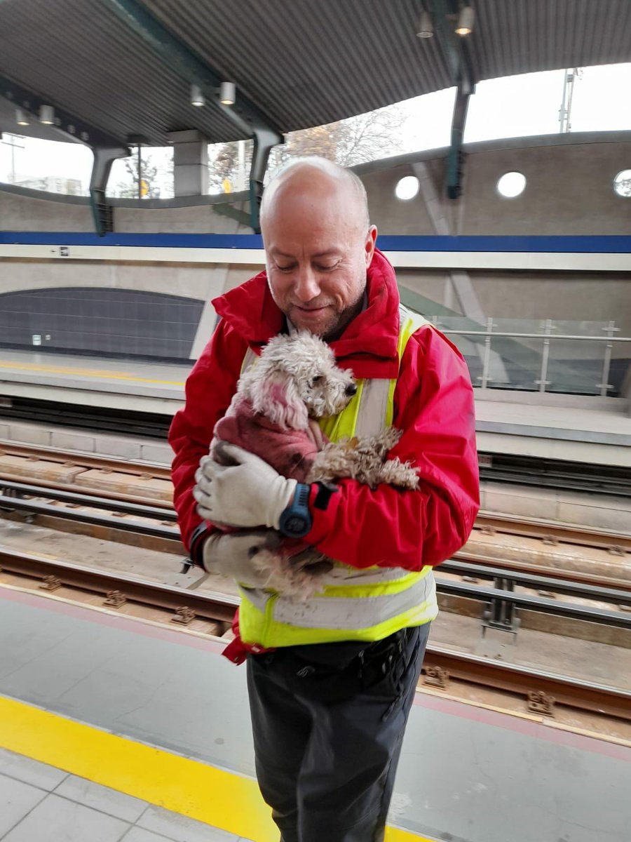 metrodesantiago's tweet photo. Hoy en la mañana tuvimos a una perrita 🐕 dando vueltas por las vías de L4 y tras varios intentos, nuestros equipos lograron rescatarla. 
Gracias a todos quienes fueron parte de este rescate exitoso! 
La perrita pequeña está por reencontrarse con su mami ❤️😨🐶

El mood del tío Metro: Líquido 🥺😍