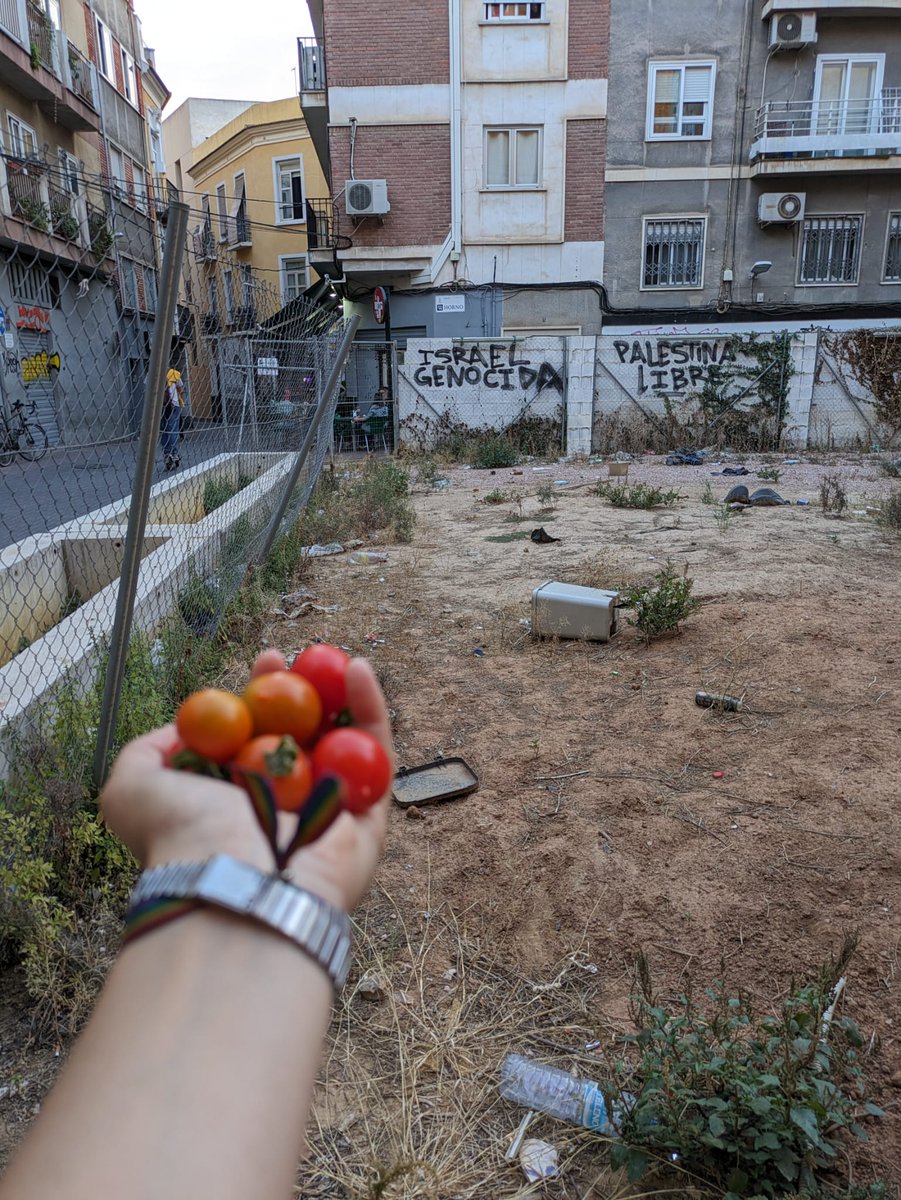 LabHuerto's tweet photo. Increíble pero cierto, lo que seguimos cosechando en HuertoLab. Tomates que nos enseñan a ser libres. No necesitamos supervisión, riego o tutores, simplemente espacios donde existir. 
🍅🍉 https://t.co/qn4qmkOliC