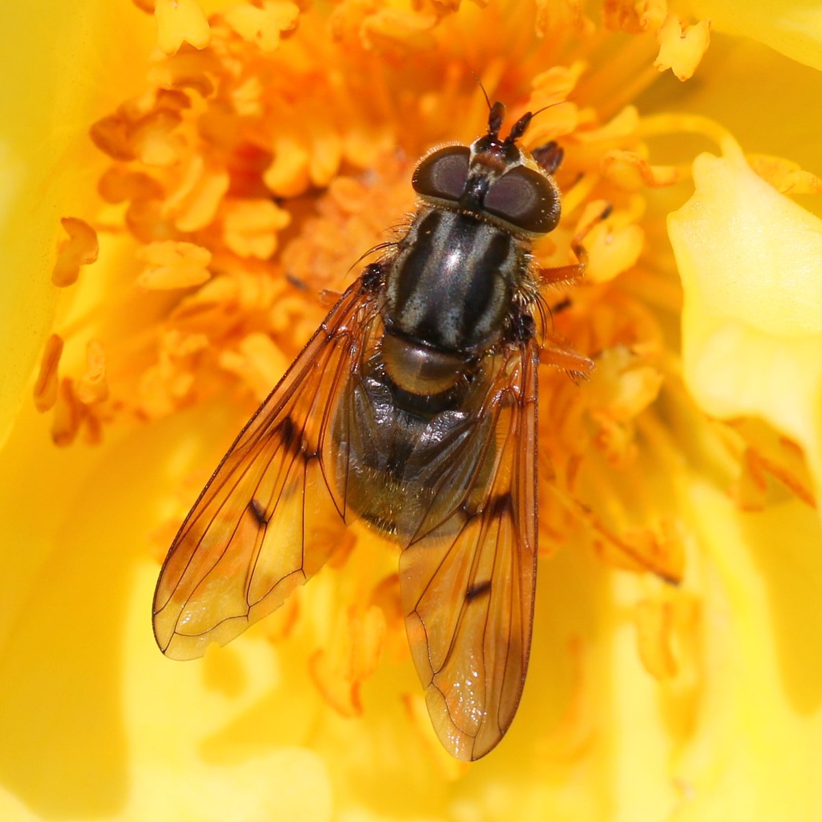 Karin_B_E's tweet photo. De geurige, gele rozen zitten hier altijd vol zweefvliegen, zoals deze #GewoneKopermantel en #doodskopzweefvlieg (check het 'masker' op het borststuk).

#insectenopdeboerderij #zweefvliegen #bestuivers https://t.co/3Pj7hVR3PU