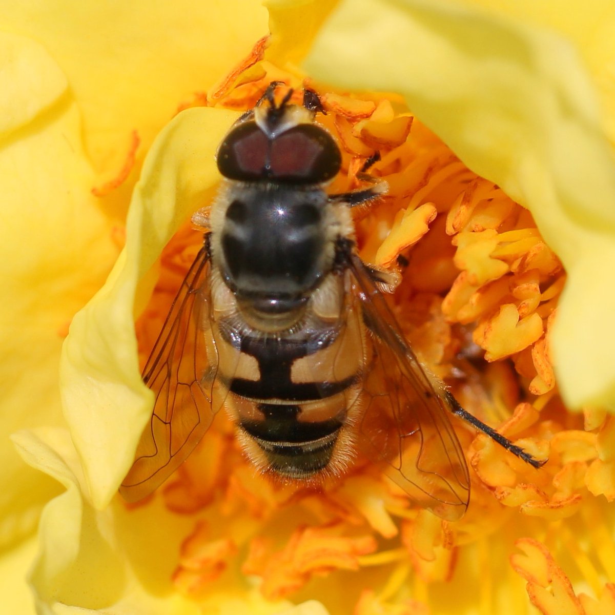 Karin_B_E's tweet photo. De geurige, gele rozen zitten hier altijd vol zweefvliegen, zoals deze #GewoneKopermantel en #doodskopzweefvlieg (check het 'masker' op het borststuk).

#insectenopdeboerderij #zweefvliegen #bestuivers https://t.co/3Pj7hVR3PU