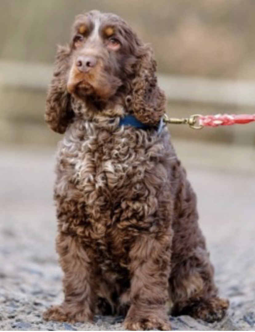 rosieDoc2's tweet image. #SpanielHour 

THIS IS ARCHIE ⬇️ male/adult chocolate roan #CockerSpaniel 
Missing from #Irlam #Salford GREATER MANCHESTER #M44 since 28/2/24 

Chipped 
DO NOT CHASE IF YOU SEE HIM PLS 
Very out of character for him to wander off 

doglost.co.uk/dog-blog.php?d…

@IrlamFC @MySalford