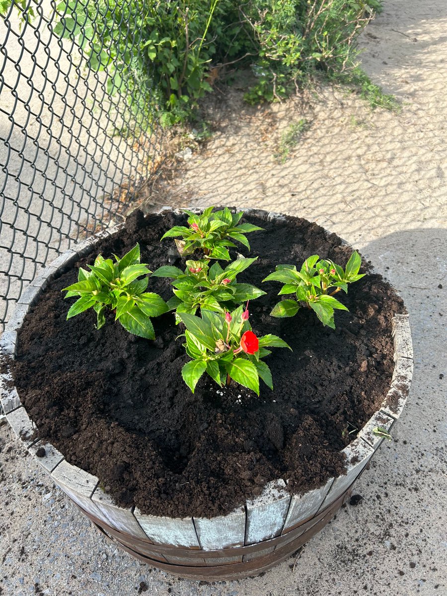 GardenwaySAP's tweet photo. Flowers planted in the KG yard. https://t.co/VqLC2eekEt