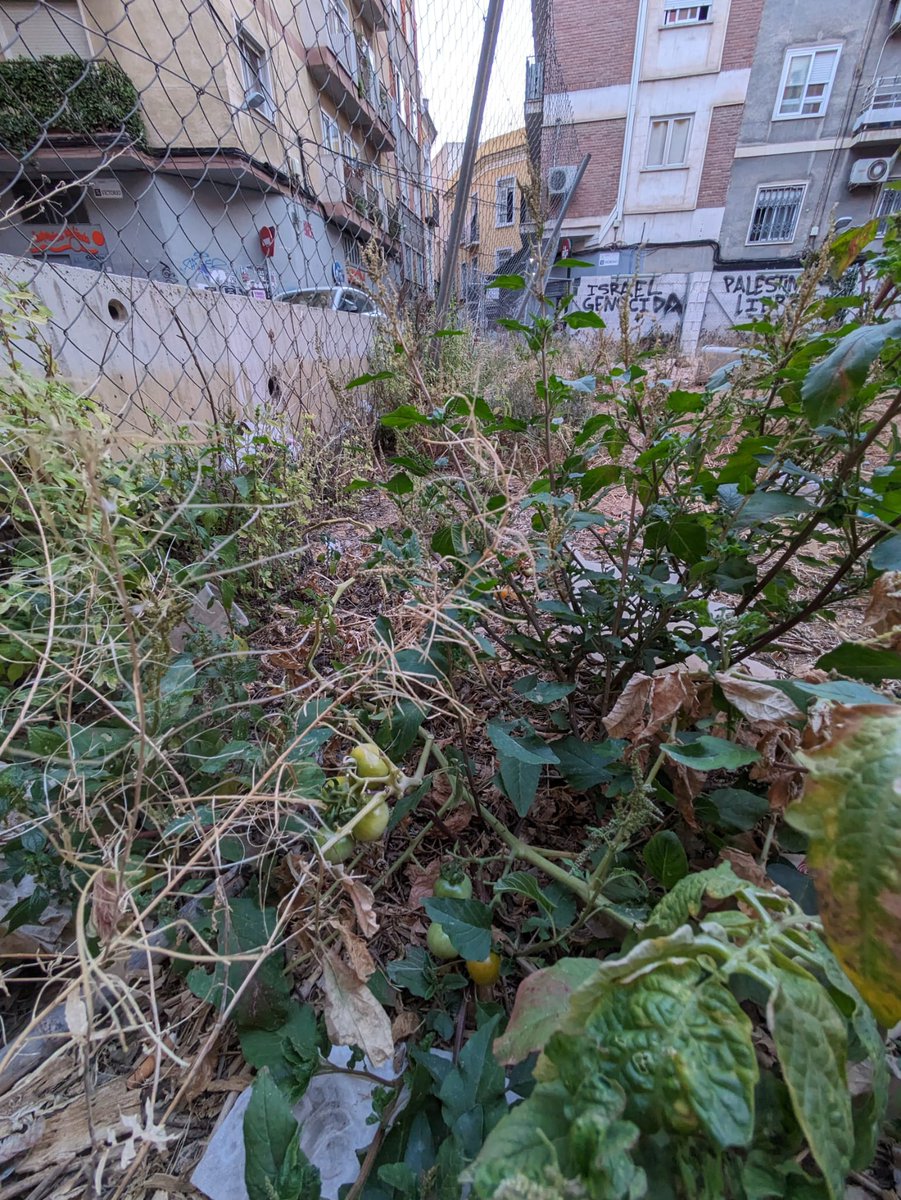LabHuerto's tweet photo. Increíble pero cierto, lo que seguimos cosechando en HuertoLab. Tomates que nos enseñan a ser libres. No necesitamos supervisión, riego o tutores, simplemente espacios donde existir. 
🍅🍉 https://t.co/qn4qmkOliC