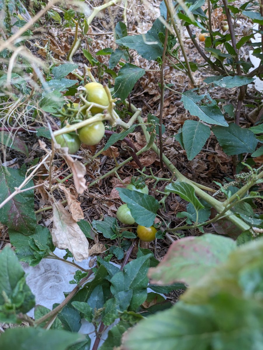 Increíble pero cierto, lo que seguimos cosechando en HuertoLab. Tomates que nos enseñan a ser libres. No necesitamos supervisión, riego o tutores, simplemente espacios donde existir. 
🍅🍉