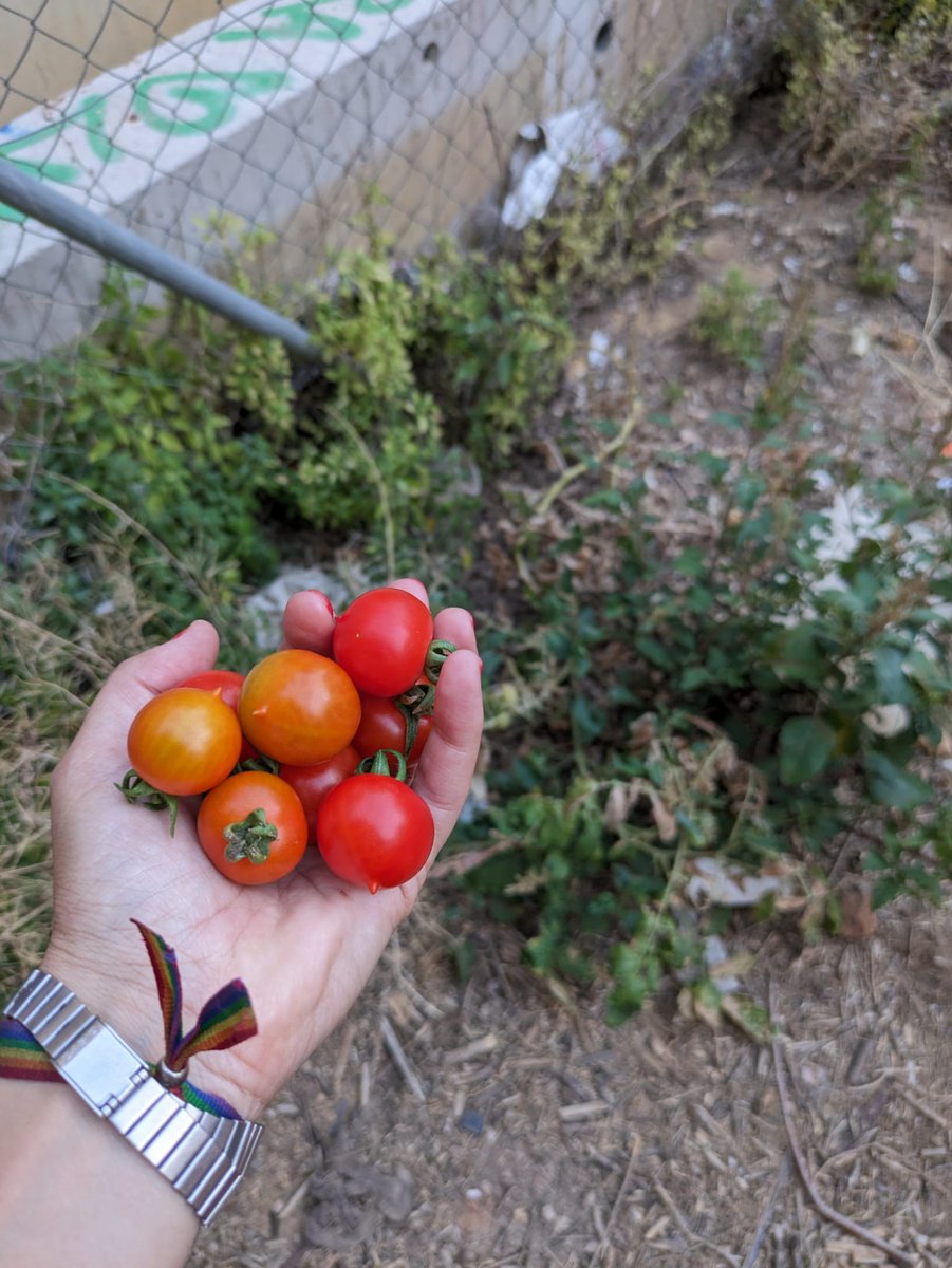 LabHuerto's tweet photo. Increíble pero cierto, lo que seguimos cosechando en HuertoLab. Tomates que nos enseñan a ser libres. No necesitamos supervisión, riego o tutores, simplemente espacios donde existir. 
🍅🍉 https://t.co/qn4qmkOliC