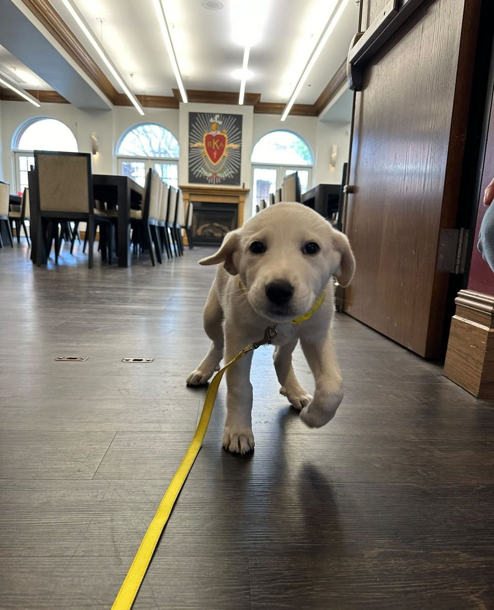 PiKappaAlpha's tweet photo. Someone's gotta watch the chapter house over summer right? 🐕

#PIKEPups https://t.co/I7tBTd504v