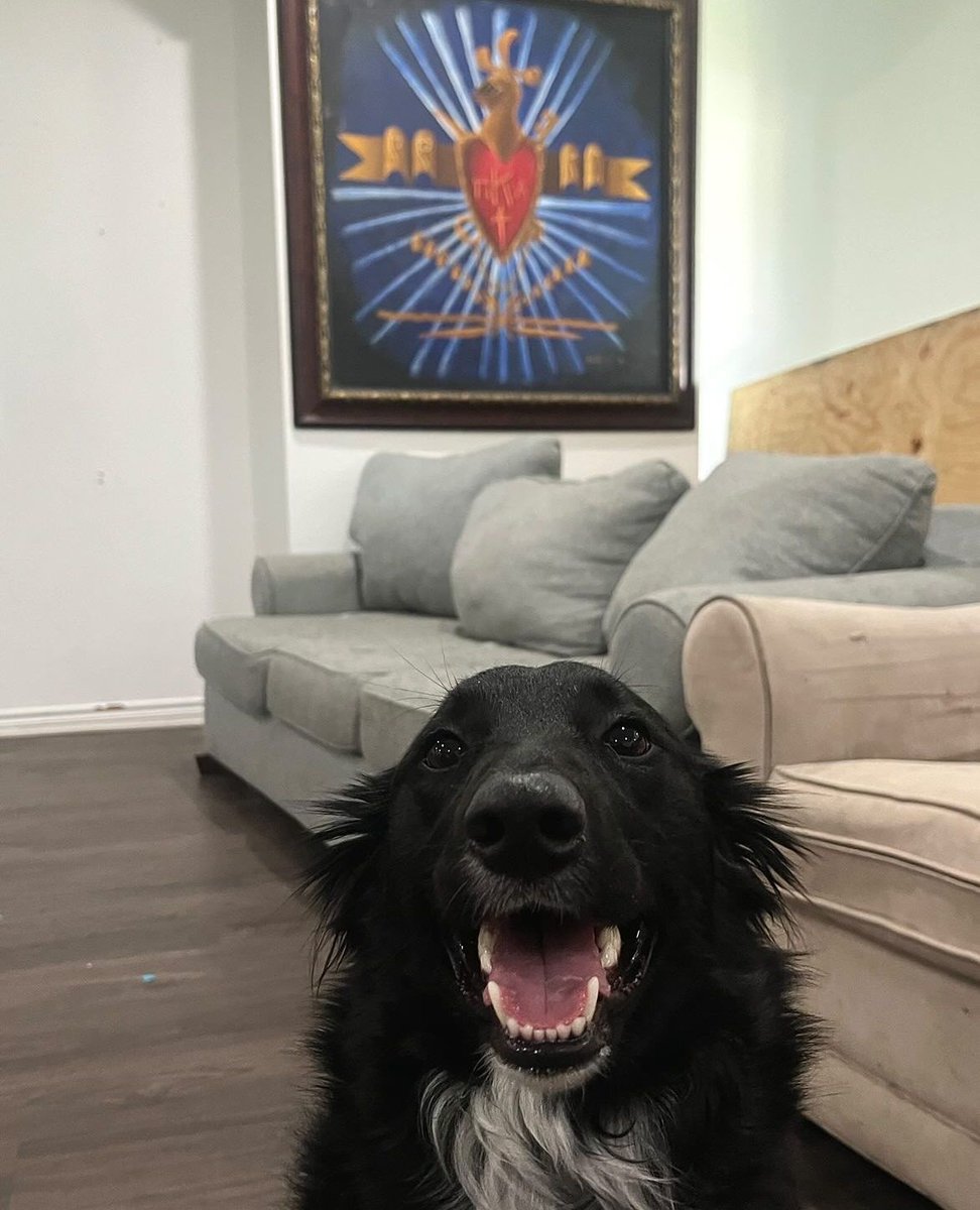 PiKappaAlpha's tweet photo. Someone's gotta watch the chapter house over summer right? 🐕

#PIKEPups https://t.co/I7tBTd504v