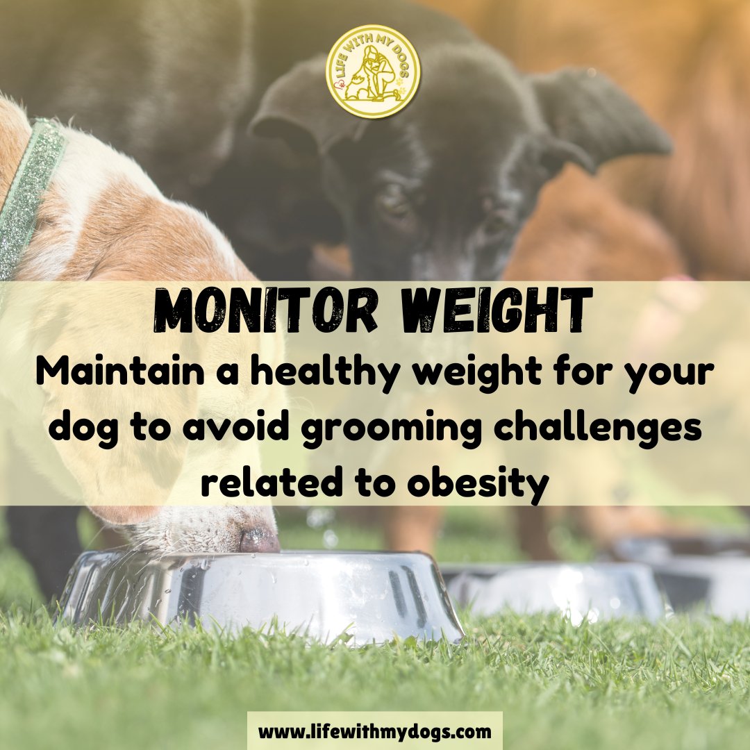 LifeWithMyDogs9's tweet photo. A healthy weight means easier grooming! Avoid obesity in your dog. 🐾🍎Discover more dog information, visit https://t.co/rVNuPcJ7Pk #PetCare #DogHealth #lifewithmydogs https://t.co/whU5QgwhKw