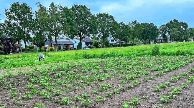 gooieneemlander's tweet photo. Gooise Voedselbank komt handen tekort in Huizer volkstuin. ’Verse producten nodig voor voedselpakketten’ https://t.co/SBqkVmb8sl https://t.co/lf4Dnz9pMn