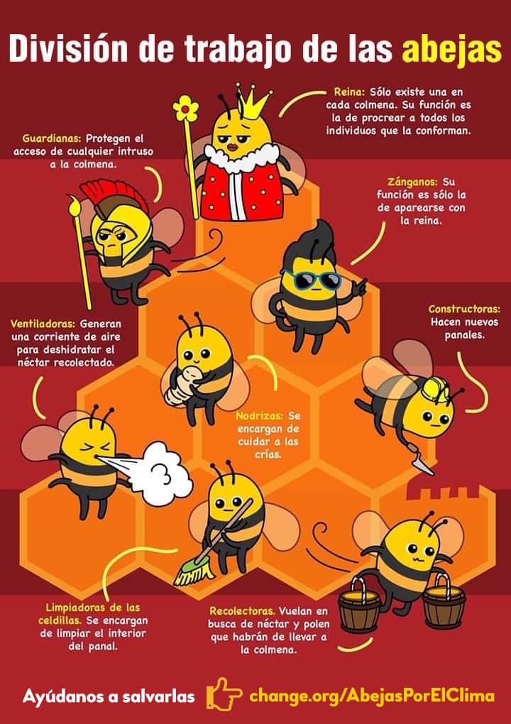 MsCiencia2's tweet photo. La división del trabajo de las abejas https://t.co/wCtPIh9q25
