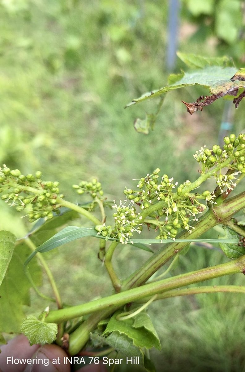 John Atkinson MW tweet media