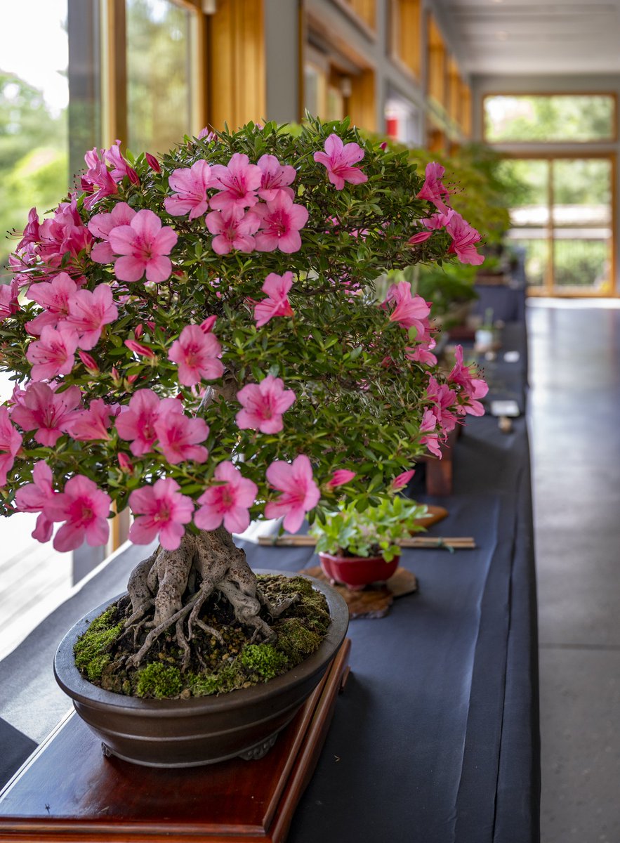 GotoGtown's tweet image. A beautiful day of bonsai in our Japanese Friendship Garden! 😍 #GoToGtown #TravelKY